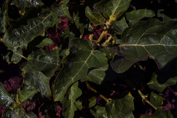 leaves