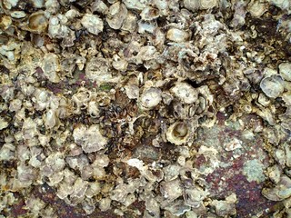 Oysters