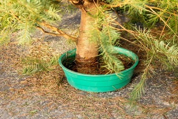 A view of a water basin at the base of a Christmas tree. © DAVID