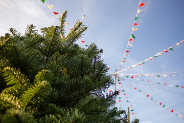 Looking up at a fir Christmas tree and prominent banner flags, located at a local tree lot.