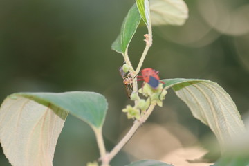 Wasp on the green leaf in nature.Insect.Closeup of a wasp on a plant in the garden
