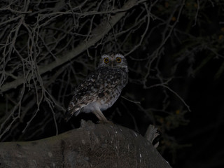 An owl at night on some branches