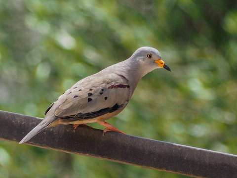 A specimen of croaking ground dove