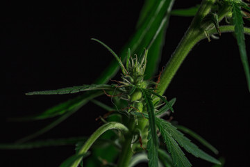 Thematic photos of hemp and marijuana Green leaf