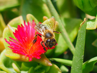 Close view of bee on flowers