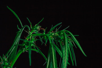 Thematic photos of hemp and marijuana Green leaf