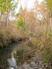 river in the forest