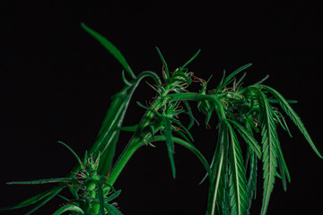 Fototapeta na wymiar Thematic photos of hemp and marijuana Green leaf