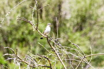 bird on a branch