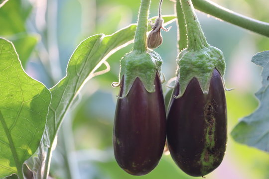 Eggplant flower, Small eggplant, Brinal, Brinjaul, Plant flower - Image