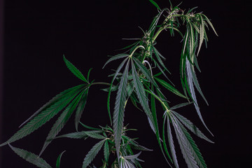 Thematic photos of hemp and marijuana Green leaf