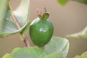 Ripe Tropical Fruit Guava on Guava Tree. Psidium Guajava.fresh guava in the organic garden plant