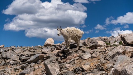 Mountain Goat