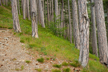 Obraz premium spruce grows on the mountain. beautiful forest