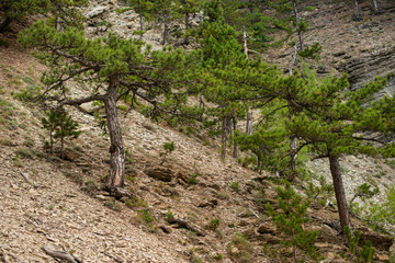 spruce grows on the mountain. beautiful forest