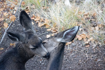 Two deer cleaning each other faces and kissing