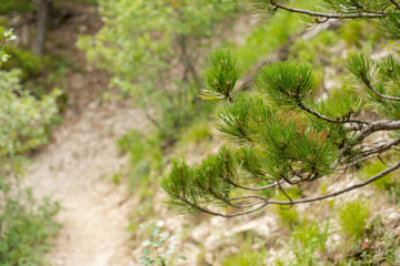 spruce grows on the mountain. beautiful forest