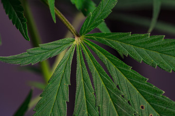 Thematic photos of hemp and marijuana Green leaf