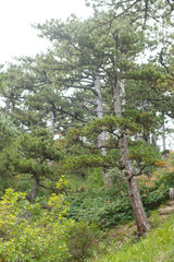 Fototapeta premium spruce grows on the mountain. beautiful forest