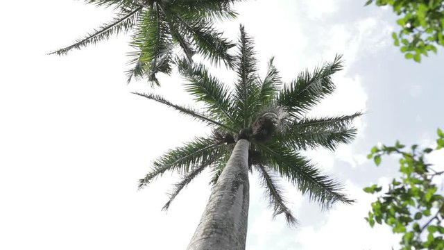 Tropical Palm Tree Sunny Afternoon in Belize Jungle Parallax Spin Slow Motion