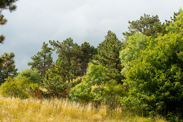 spruce grows on the mountain. beautiful forest
