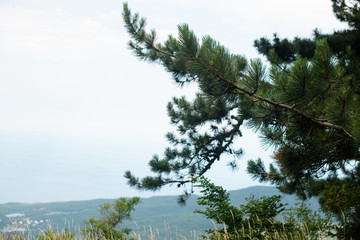 Obraz premium spruce grows on the mountain. beautiful forest