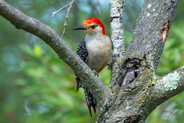 Adult male Red-bellied Woodpecker (Melanerpes carolinus) perched on a tree. These birds are...