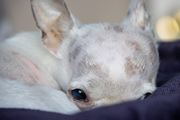 Sleeping white chihuahua laying on blanket