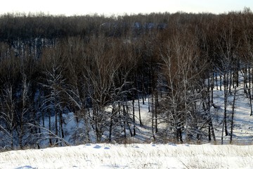 trees in winter