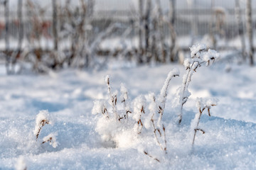 Fototapeta premium Grass and branches covered with fluffy snowflakes as a winter background