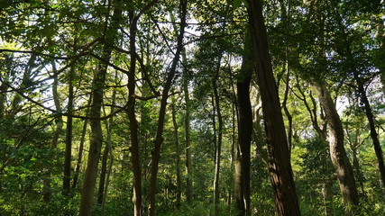 Obraz premium trees in the forest