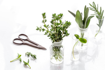 Healing herbs in glasses on white background copy space