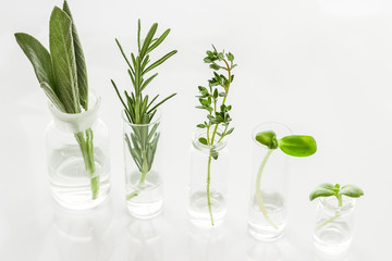Healing herbs in glasses on white background