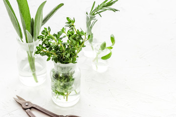 Healing herbs in glasses on white background copy space