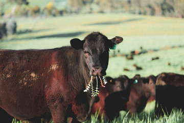 Cow grazing on pasture at regenerative farm