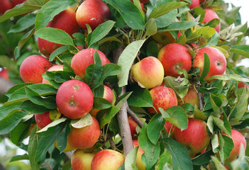 red apples on the tree in harvest season