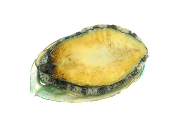 fresh raw abalone isolated on white background