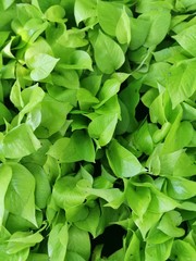 Spotted betel background ,Green leaves background
