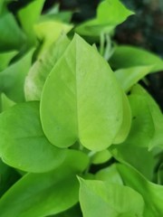 green plant in the garden