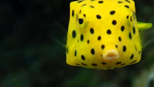 Juvenile yellow boxfish (Ostracion cubicus) hides under a coral shade while it searches for algae as its main food source.