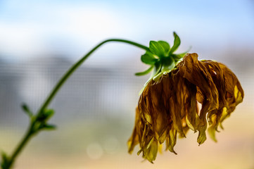 Side view of wilted yellow dahlia with drooping petals 