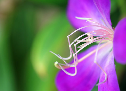 34 Best 野牡丹 Images Stock Photos Vectors Adobe Stock 34 Best 野牡丹 Images Stock Photos Vectors Adobe Stock