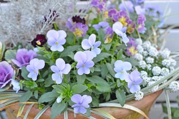 青いビオラの寄せ植え