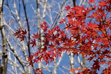 red berries of viburnum on branch in winter