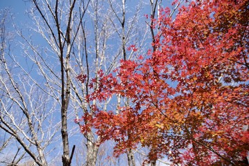 tree in autumn