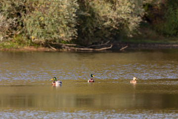 Mallard-Canard colvert (Anas platyrhynchos)