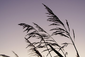 Fototapeta premium grass on blue sky background