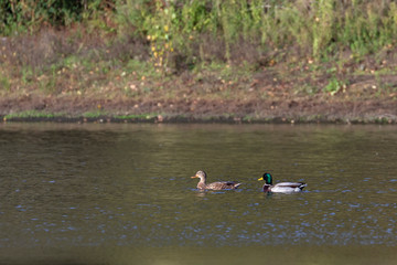 Mallard-Canard colvert (Anas platyrhynchos)