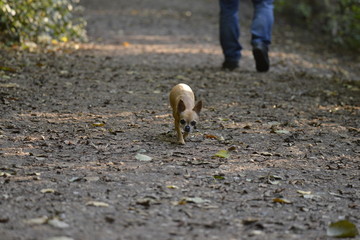 chihuahua  au bois de saint cucufa vient vers moi 