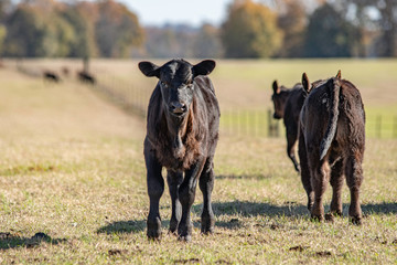 Angus calf with two others in autumn pasture © jackienix
